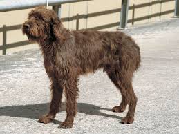 犬を家族に迎える前に